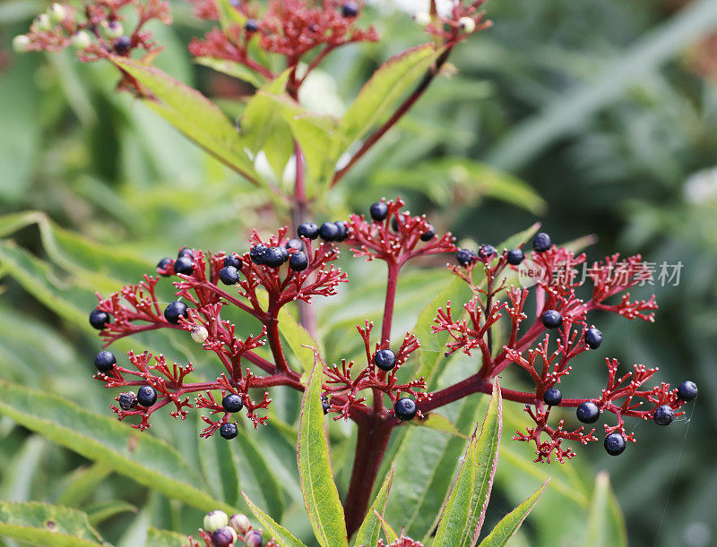 矮接骨木，丹参(Sambucus ebulus)浆果